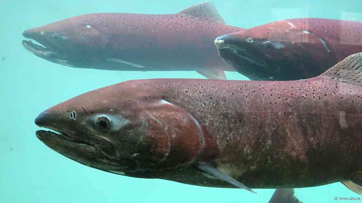 Temporary protection order reissued for B.C.'s Salmon River watershed as fish spawn