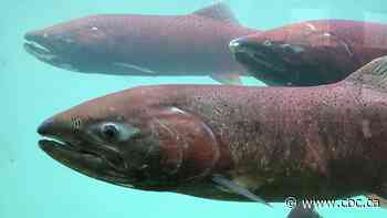 Temporary protection order reissued for B.C.'s Salmon River watershed as fish spawn