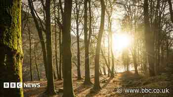 Tree planting charity to help make national forest