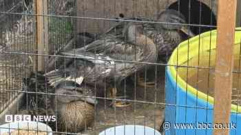 Ducks recovering after dried-up pond rescue