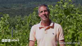 Heat putting winemakers in 'uncharted territory'