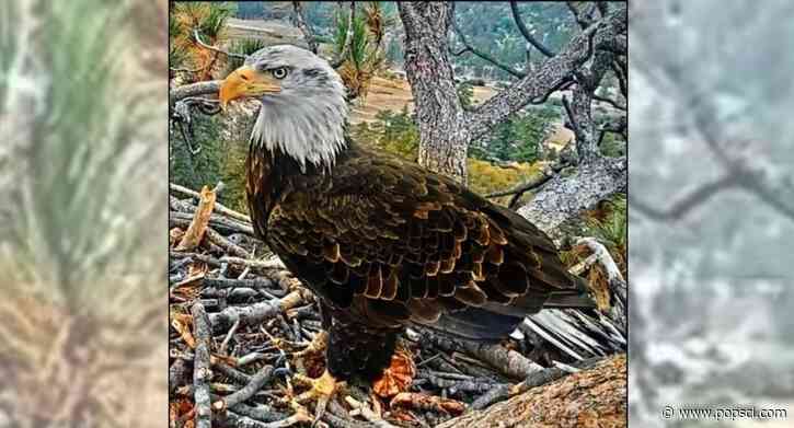Bald eagle Shadow’s friend KD1 gets a new name