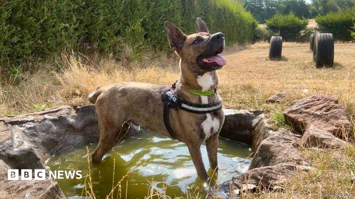 Animal cruelty rises over the summer - charity