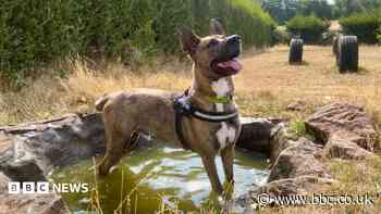 Animal cruelty rises over the summer - charity