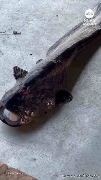 Giant catfish released back into Seine in Paris