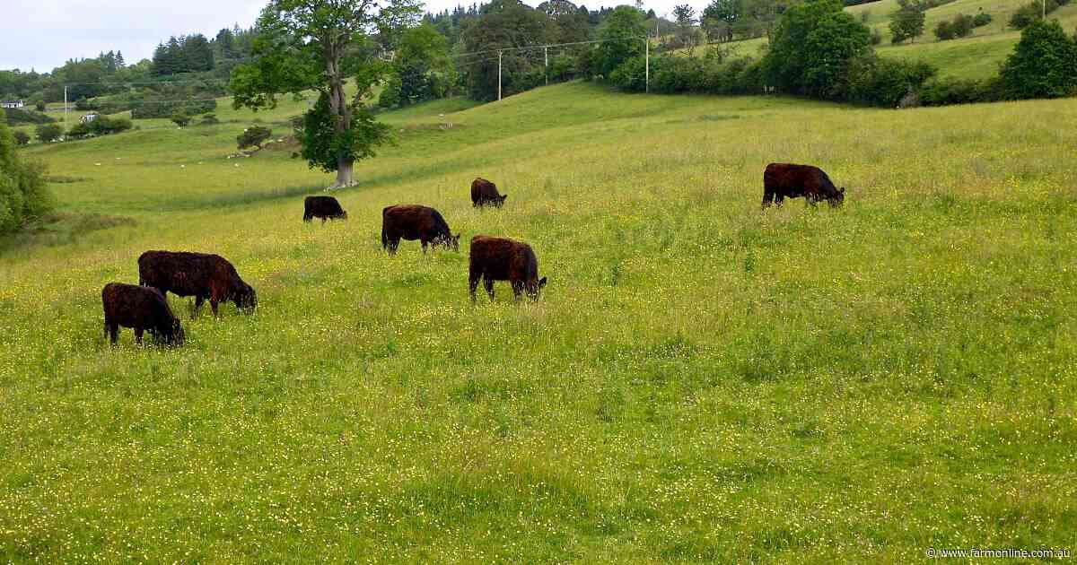 Mad cow case in Scotland is a reminder of what keeps our beef industry safe