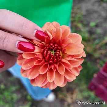 Waarom ze in Sint Jansklooster dahlia's in de betonmolen moeten doen