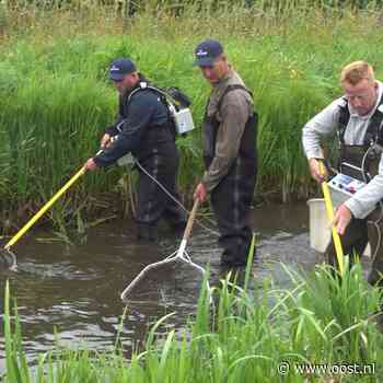 Sallandse vissen worden verplaatst vanwege de droogte: 'Anders gaan ze dood'