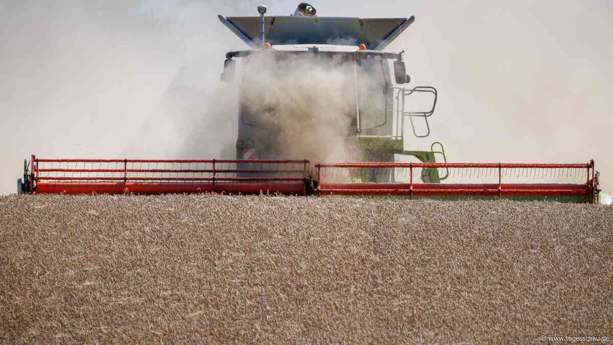 Ernährungssicherheit: Wie sinnvoll sind die Maßnahmen der Politik?