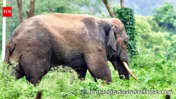 SC orders clinics for periodic health checkup of captive elephants