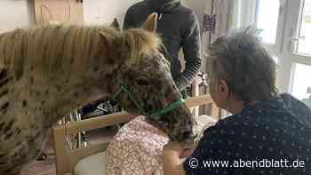 Pony Smartie im Hospiz: Wie ein kleines Pferd sterbenden Menschen Freude schenkt