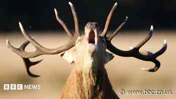 Why is feeding deer in the Royal Parks dangerous?