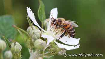 Scientists urge British gardeners to let weeds grow this summer - to help feed struggling honeybees