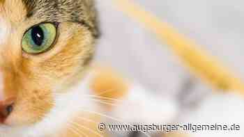 Dreckige Gehege, tote Tiere: Prozess gegen Augsburger Katzenhalterin sorgt im Gerichtssaal für einen Eklat