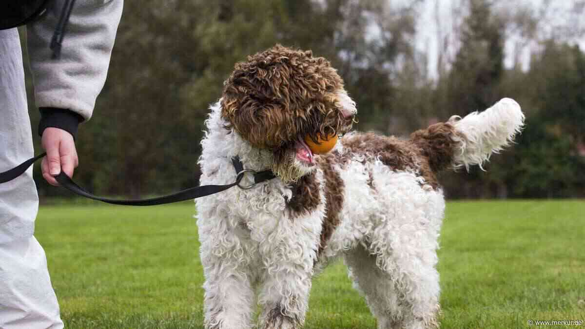 Perro de Agua Español: Warum dieser Lockenkopf aus Spanien das Zeug zum perfekten Begleiter hat