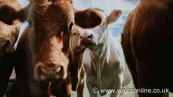 Case of BSE found in cow on UK farm, restrictions in place