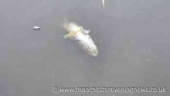 Dozens of dead fish found in Wigan park lake as Environment Agency issues statement