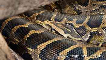 Mum found in snake's stomach after huge 20 foot beast swallowed her whole