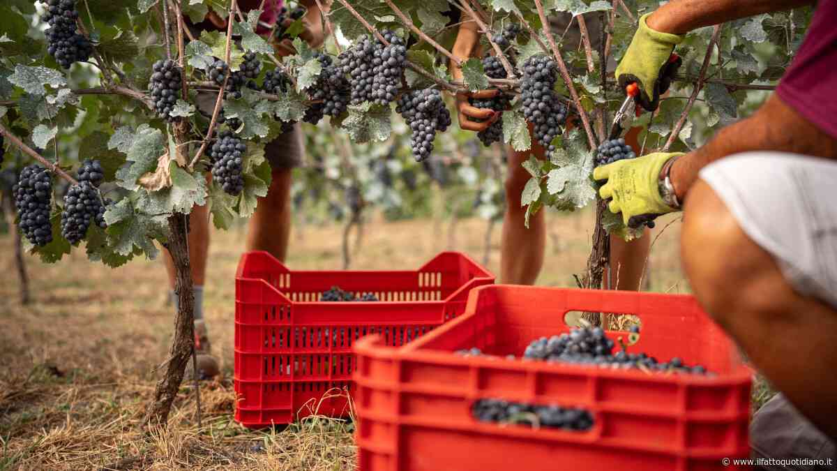 Non solo vendemmia anticipata, il caldo estremo influenza anche rese, tecniche di lavoro e qualità dell’uva: “Difficile con cambiamenti così drastici”