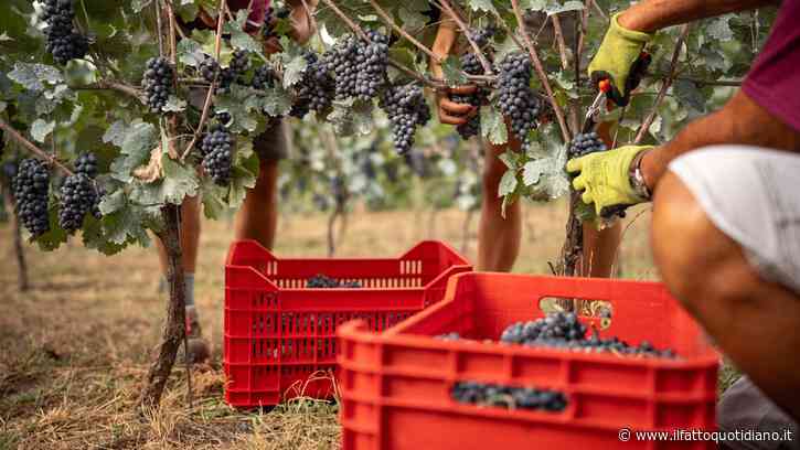 Non solo vendemmia anticipata, il caldo estremo influenza anche rese, tecniche di lavoro e qualità dell’uva: “Difficile con cambiamenti così drastici”