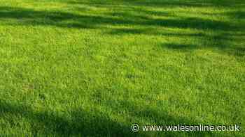 Revitalise brown lawns in three easy steps after heatwave as rain returns to the UK