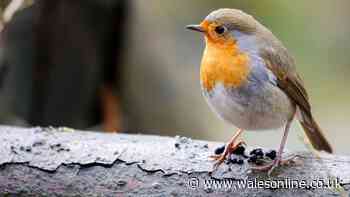 Gardeners need to put one item outside now to attract robins