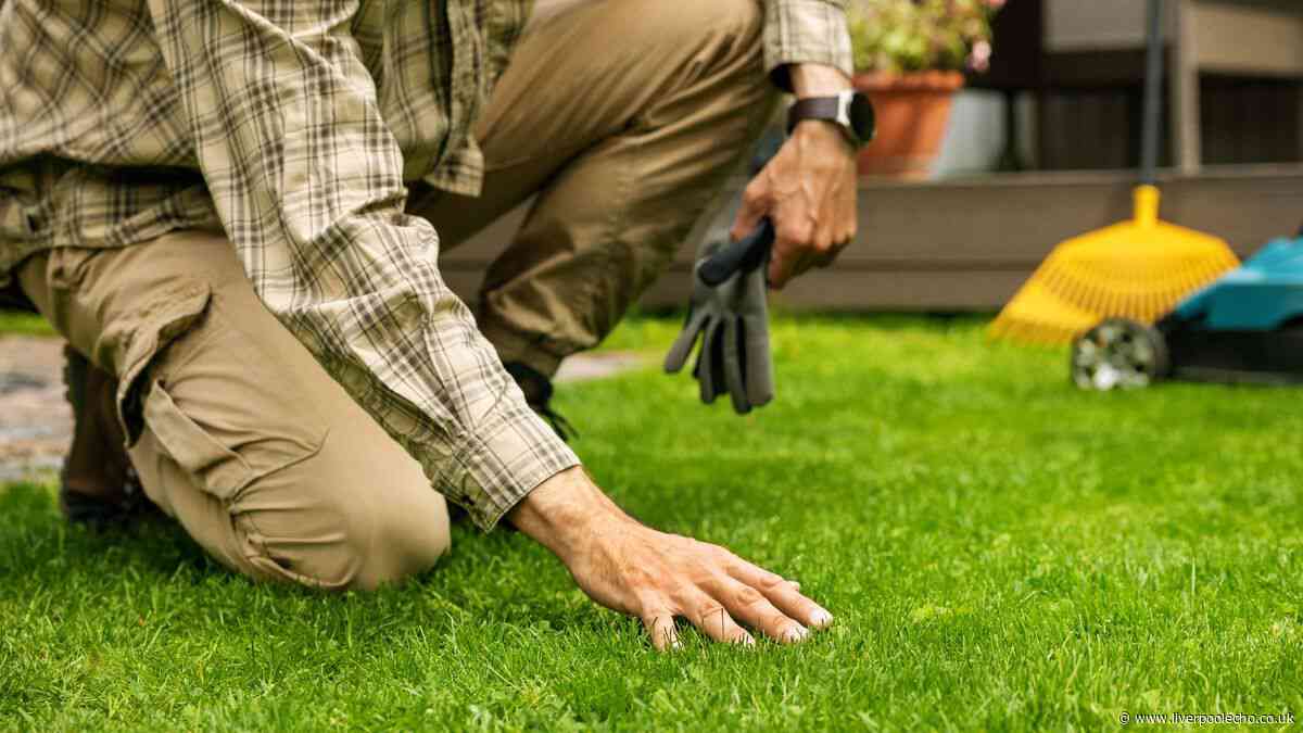 Revive brown lawns and scorched dead grass in three simple steps