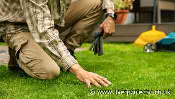 Revive brown lawns and scorched dead grass in three simple steps