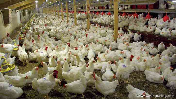 Experts seek reforms to unlock poultry industry’s potential