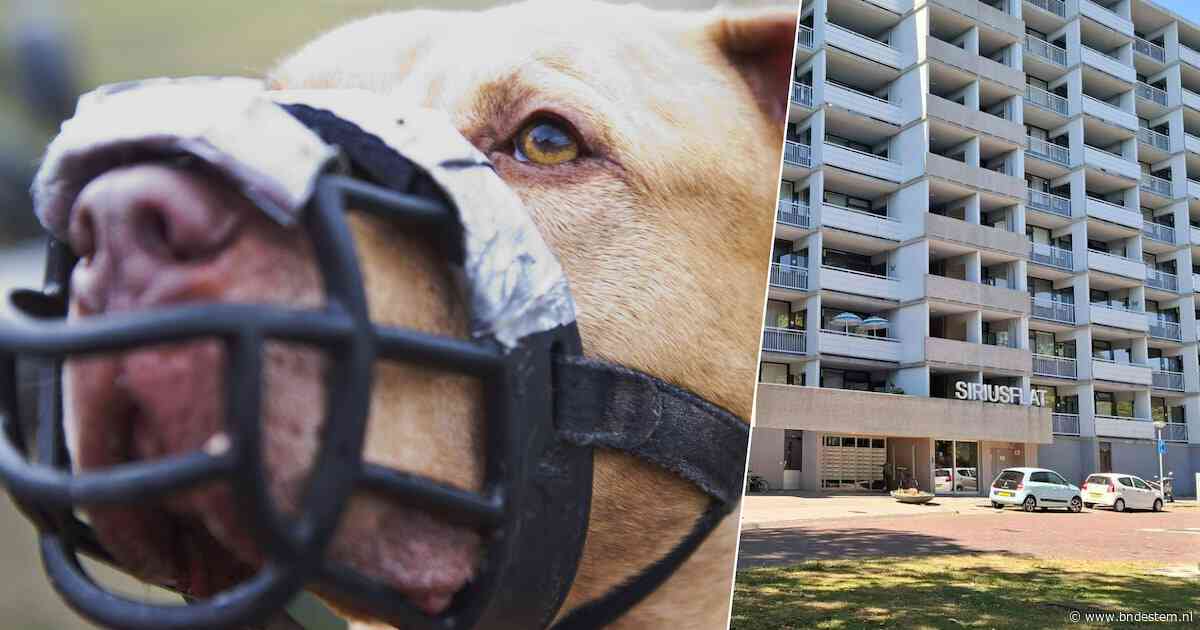 Bewoners durven woning bijna niet uit om hond Max: ‘Hij is de nachtmerrie van de flat’