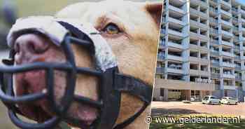 Bewoners durven woning bijna niet uit om hond Max: ‘Hij is de nachtmerrie van de flat’