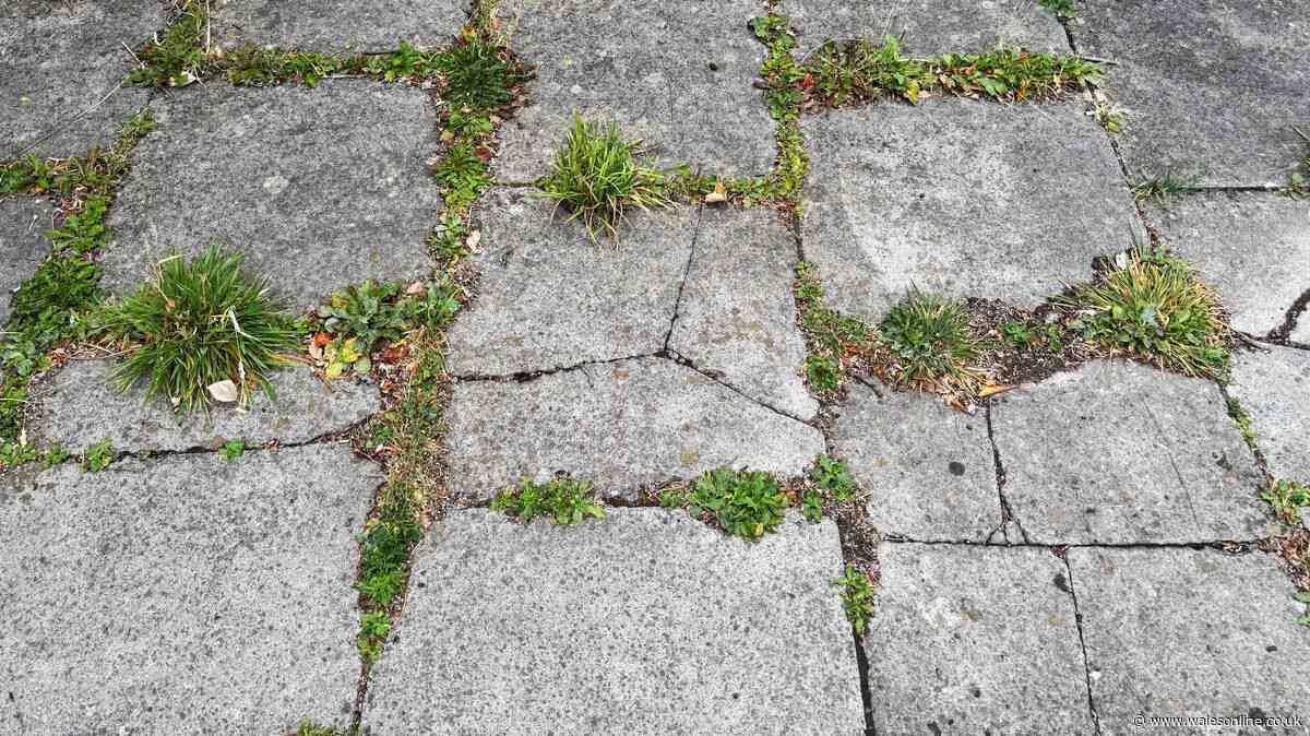 Welsh gardeners urged to pour 1 natural item on patio weeds to make them vanish
