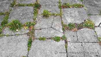 Welsh gardeners urged to pour 1 natural item on patio weeds to make them vanish