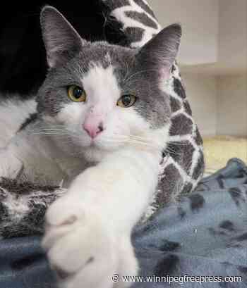 Ramifications of the high cost of pet care