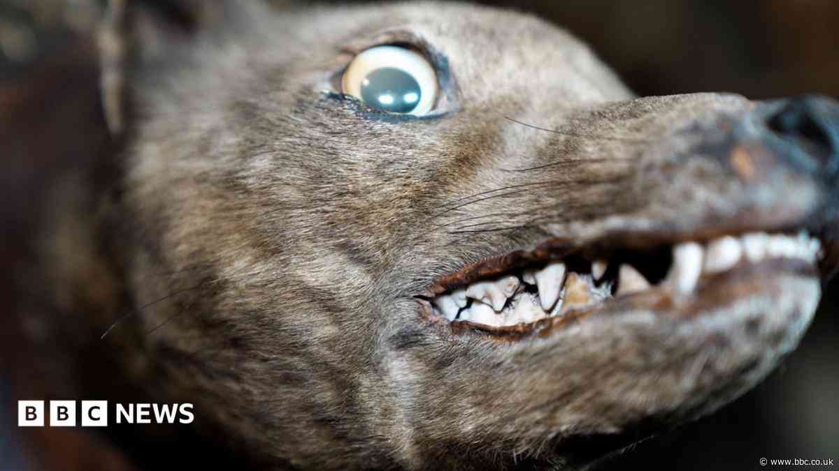 'I saved an extinct tiger's head from obscurity'