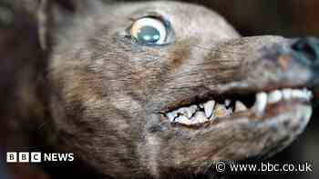 'I saved an extinct tiger's head from obscurity'