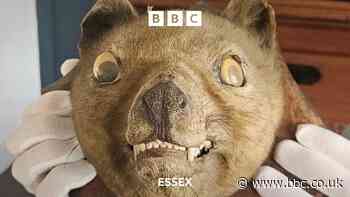 Essex man spends £60k on extinct tiger head