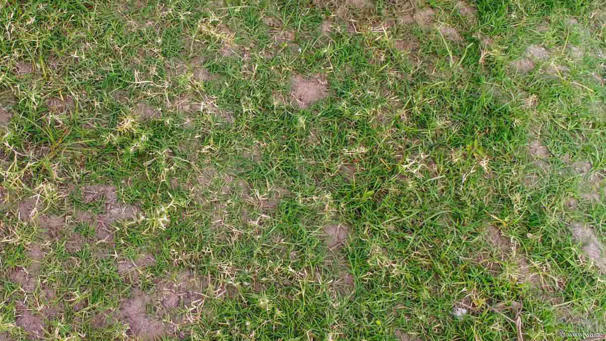 Rasen vertrocknet? So verraten Ihnen die Wurzeln, ob eine Nachsaat nötig ist