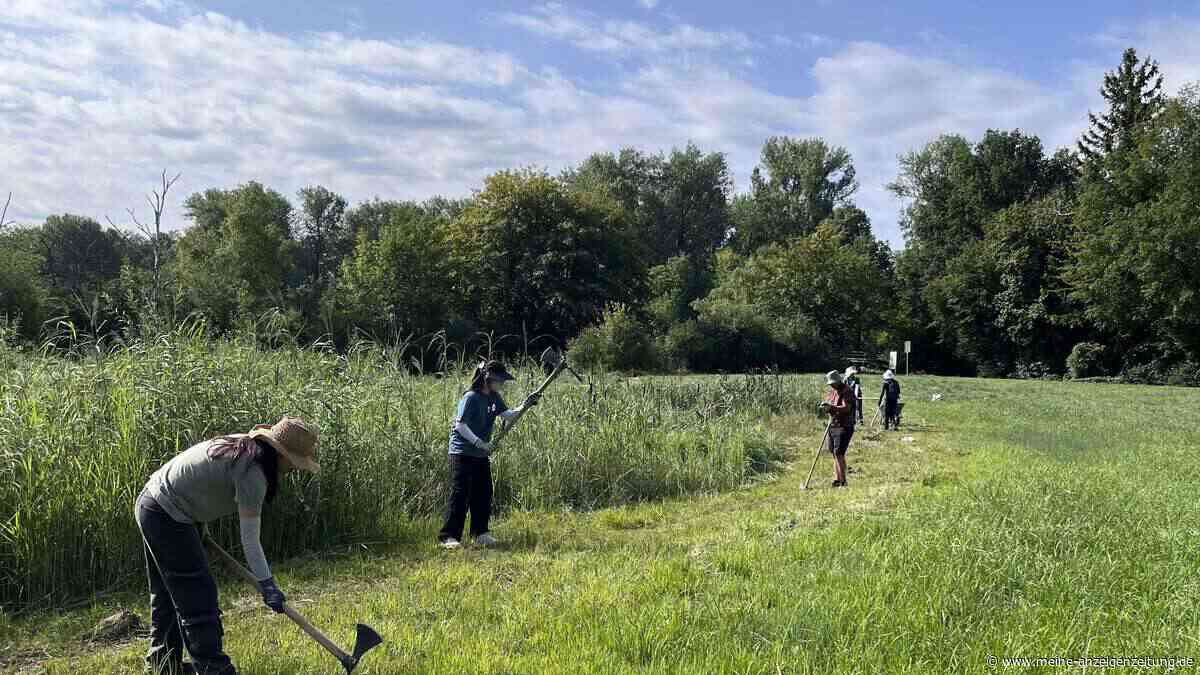 Acht Jugendliche aus sechs Ländern schuften im Freisinger Moos