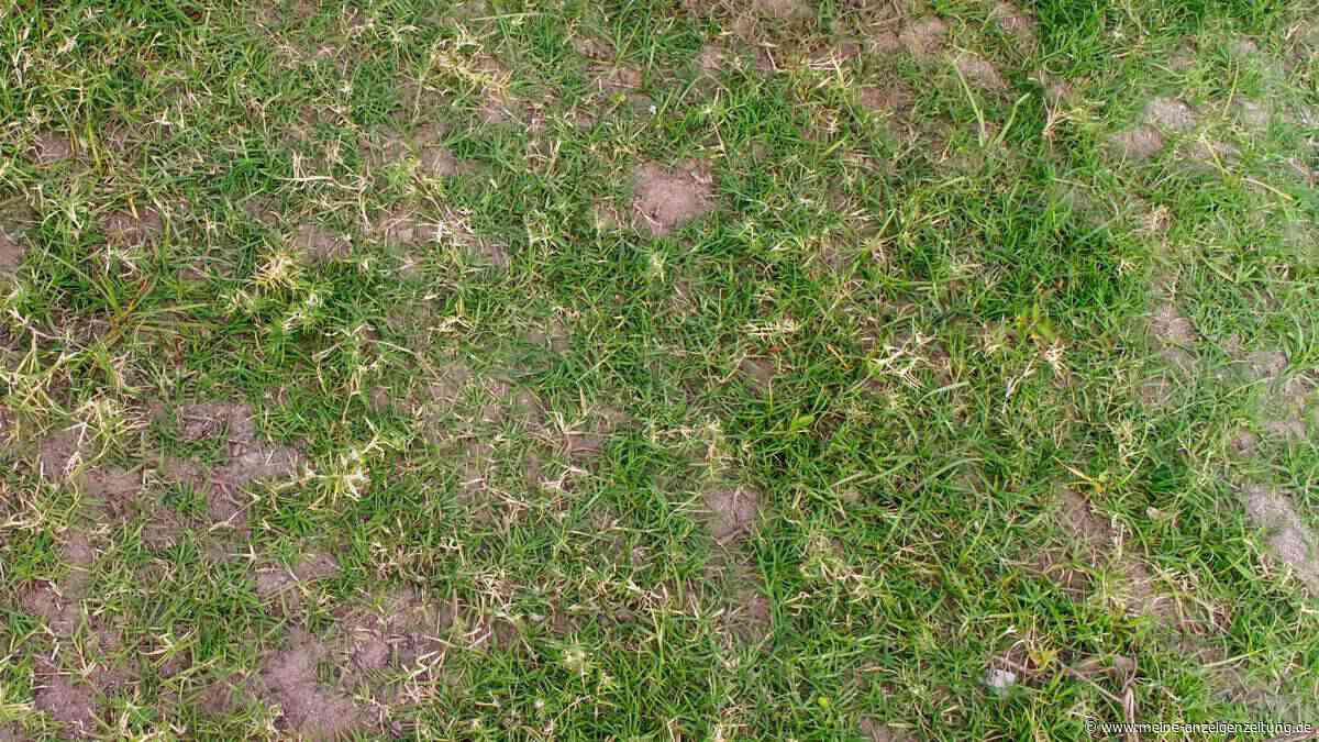 Rasen vertrocknet? So verraten Ihnen die Wurzeln, ob eine Nachsaat nötig ist