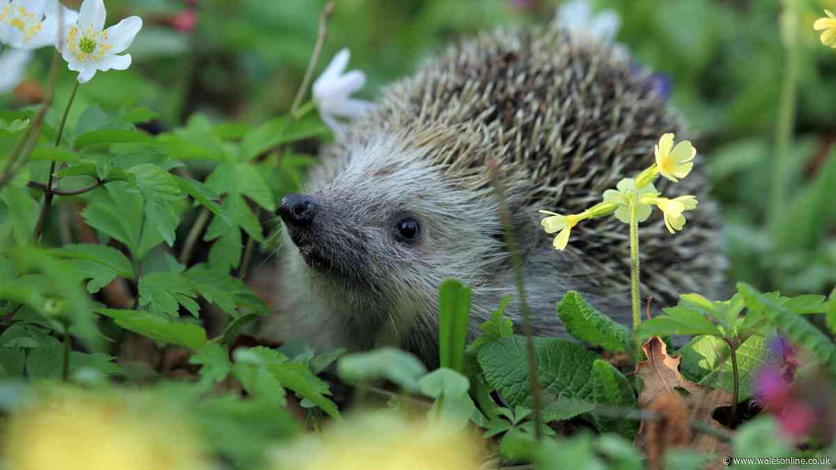 Welsh gardeners urged to do daily task to protect hedgehogs