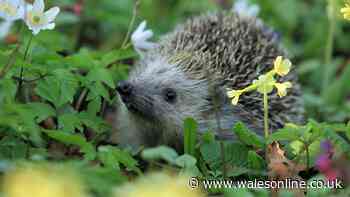 Welsh gardeners urged to do daily task to protect hedgehogs