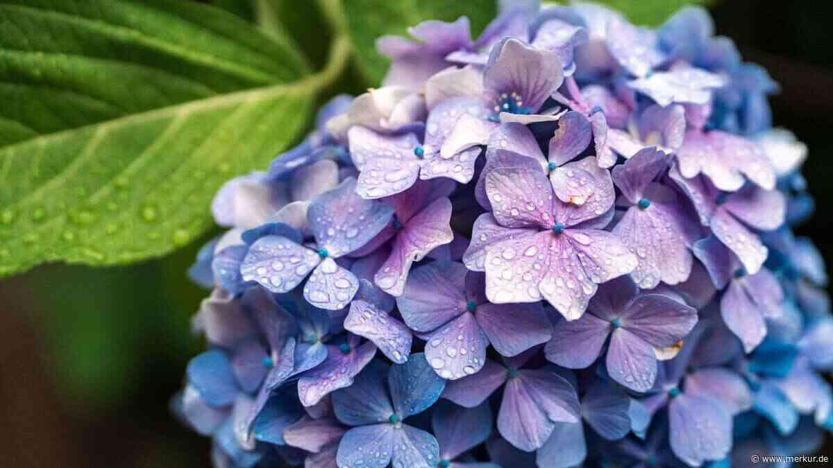 Hortensie hängt mittags schlapp: Jetzt gießen oder besser warten?