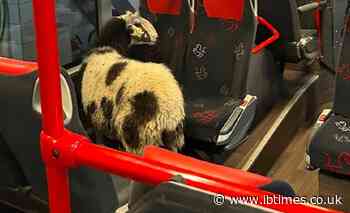 Runaway Sheep Boarded a Bus in Germany and Had To Be Escorted by Police
