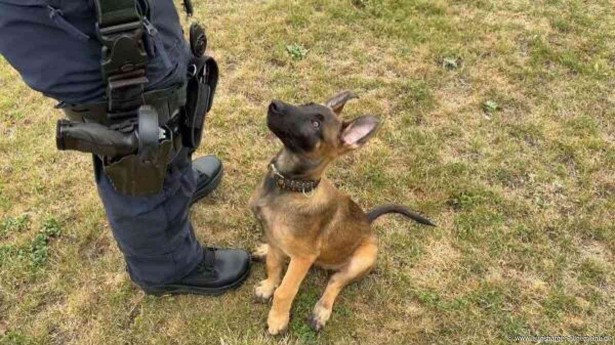 Welpe Snorre wird Polizeihund