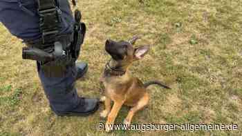 Welpe Snorre wird Polizeihund