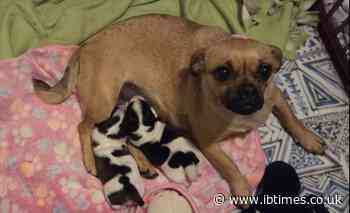 Dog Shelter Seeks Donations To Conduct DNA Test on Pug With Puppies That Looked Entirely Different