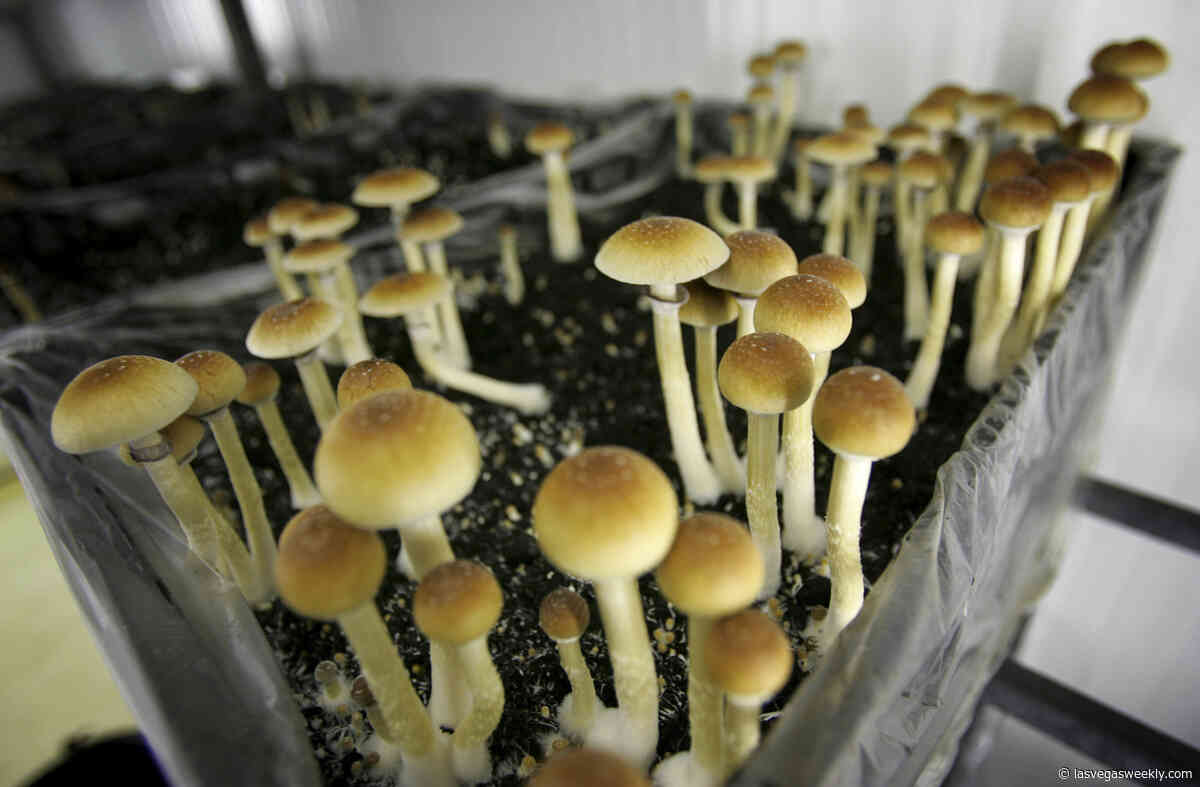 Psychedelics could offer a lifeline for Nevada’s struggling veterans and first responders