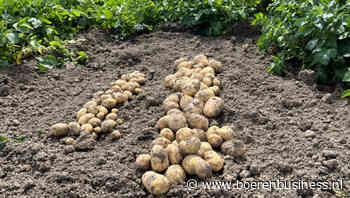 Bemonstering Farm Frites wijst op gemiddelde oogst