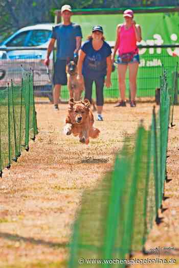 Hunde-Spaßrennen in Weiskirchen